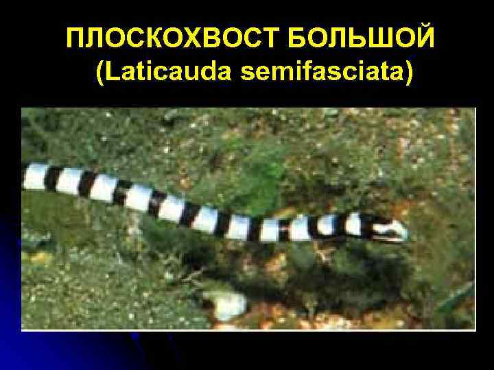 ПЛОСКОХВОСТ БОЛЬШОЙ (Laticauda semifasciata) 