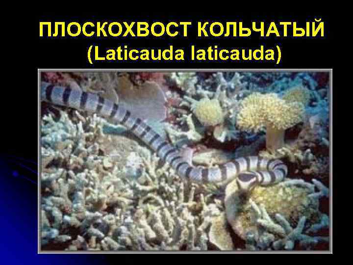 ПЛОСКОХВОСТ КОЛЬЧАТЫЙ (Laticauda laticauda) 