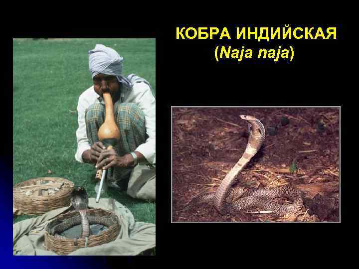 КОБРА ИНДИЙСКАЯ (Naja naja) 