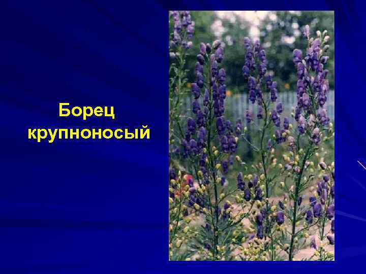 Борец крупноносый 