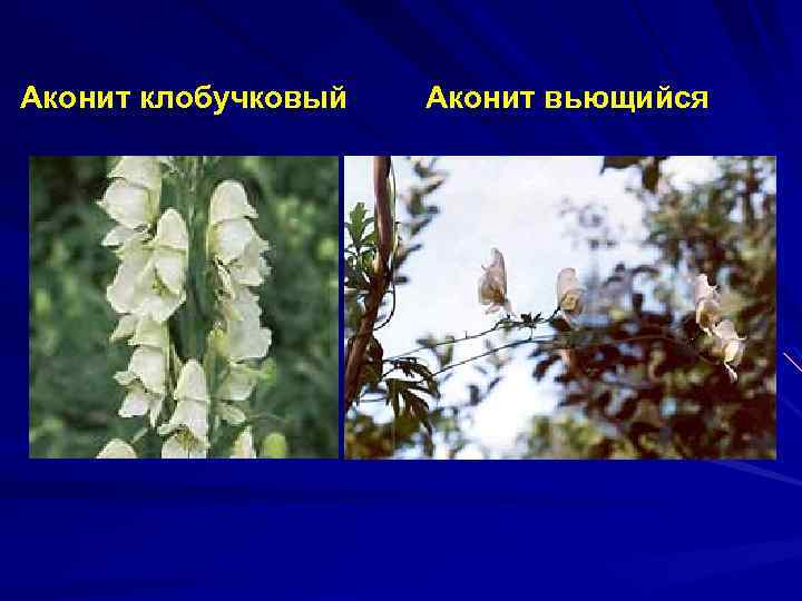 Аконит клобучковый Аконит вьющийся 