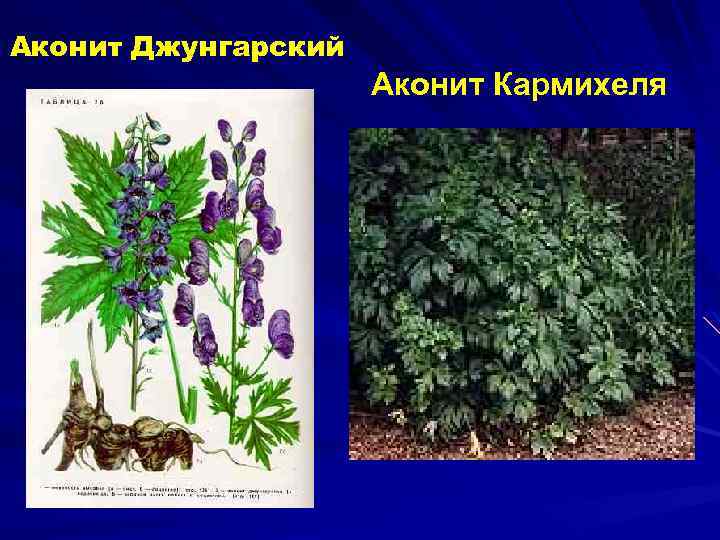Аконит Джунгарский Аконит Кармихеля 