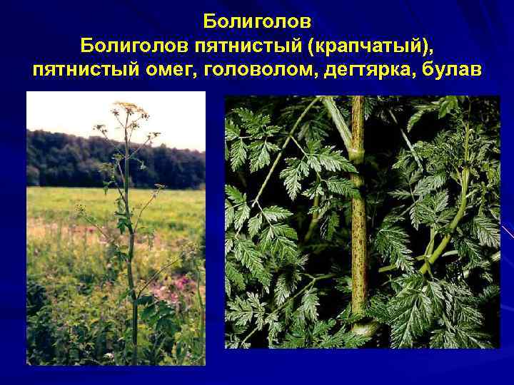 Болиголов пятнистый (крапчатый), пятнистый омег, головолом, дегтярка, булав 