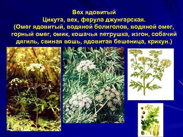 Вех ядовитый Цикута, вех, ферула джунгарская. (Омег ядовитый, водяной болиголов, водяной омег, горный омег,