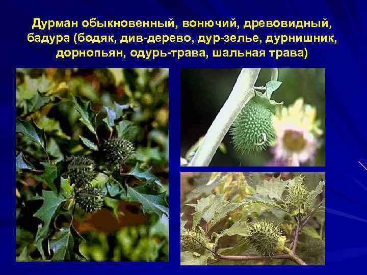 Дурман обыкновенный, вонючий, древовидный, бадура (бодяк, див-дерево, дур-зелье, дурнишник, дорнопьян, одурь-трава, шальная трава) 