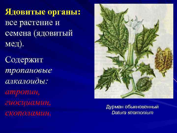 Ядовитые органы: все растение и семена (ядовитый мед). Содержит тропановые алкалоиды: атропин, гиосциамин, скополамин.
