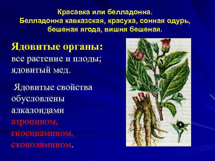 Красавка или белладонна. Белладонна кавказская, красуха, сонная одурь, бешеная ягода, вишня бешеная. Ядовитые органы: