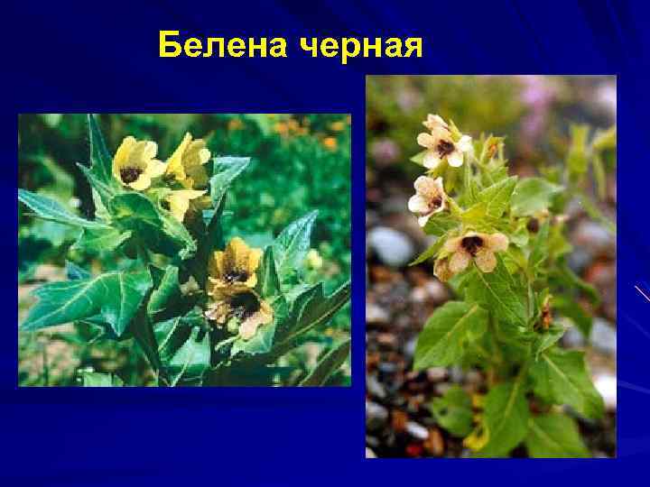 Белена черная 