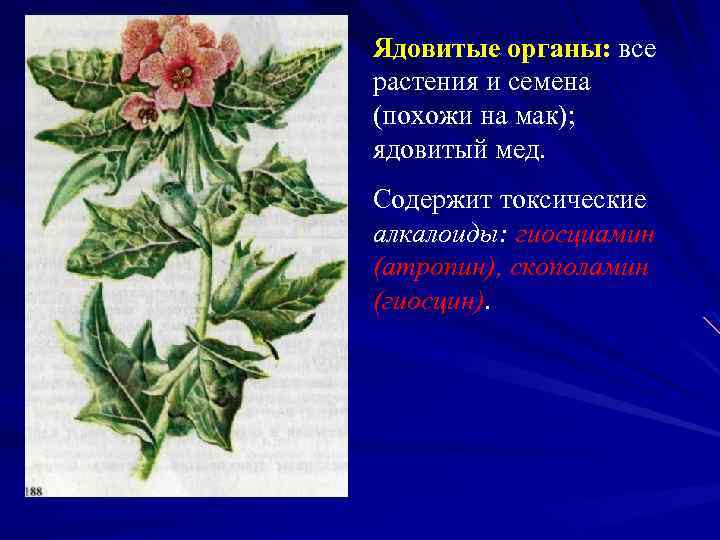 Ядовитые органы: все растения и семена (похожи на мак); ядовитый мед. Содержит токсические алкалоиды: