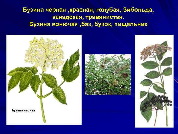 Бузина черная , красная, голубая, Зибольда, канадская, травянистая. Бузина вонючая , баз, бузок, пищальник