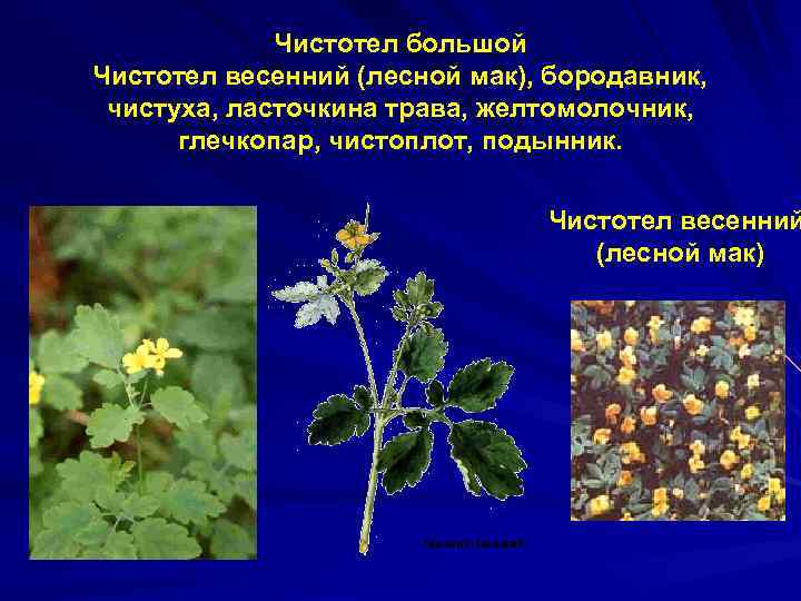 Чистотел большой Чистотел весенний (лесной мак), бородавник, чистуха, ласточкина трава, желтомолочник, глечкопар, чистоплот, подынник.