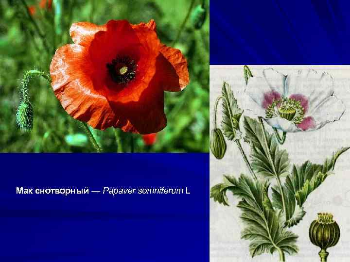 Мак снотворный — Papaver somniferum L 