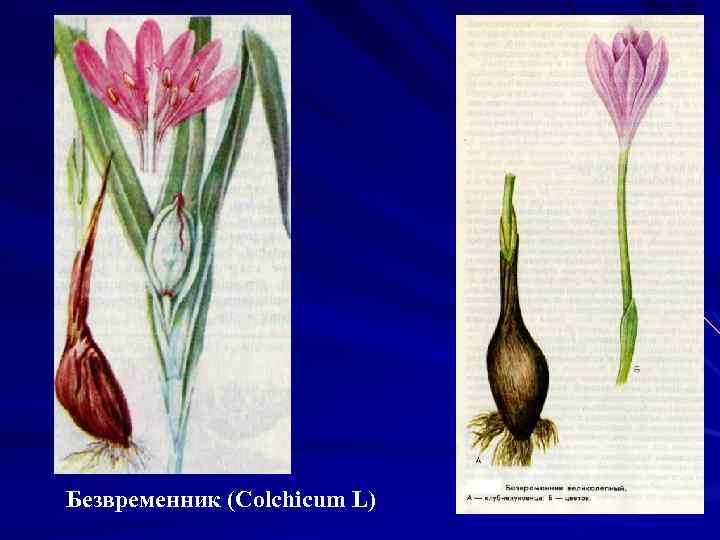 Безвременник (Colchicum L) 