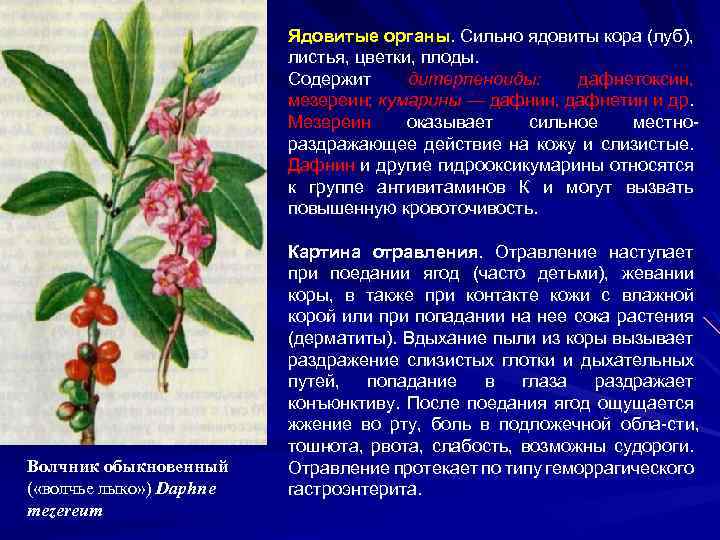 Ядовитые органы. Сильно ядовиты кора (луб), листья, цветки, плоды. Содержит дитерпеноиды: дафнетоксин, мезереин; кумарины