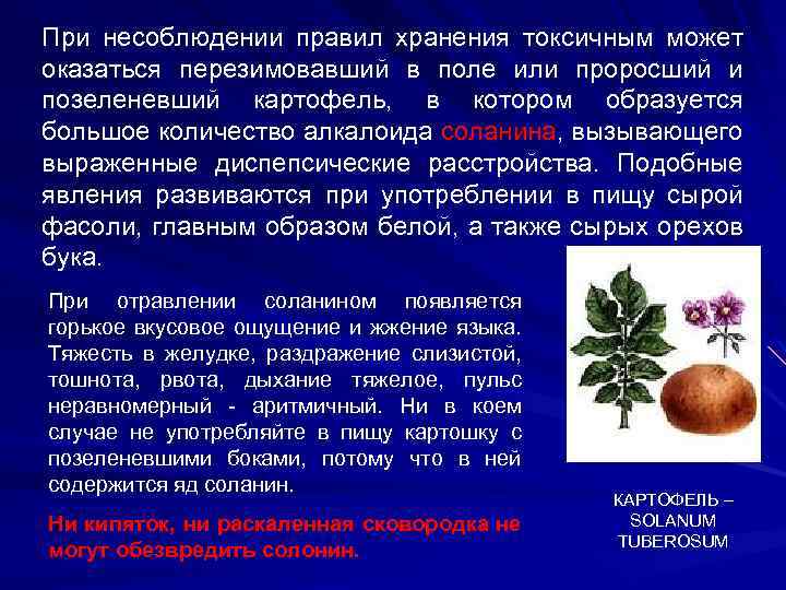 При несоблюдении правил хранения токсичным может оказаться перезимовавший в поле или проросший и позеленевший