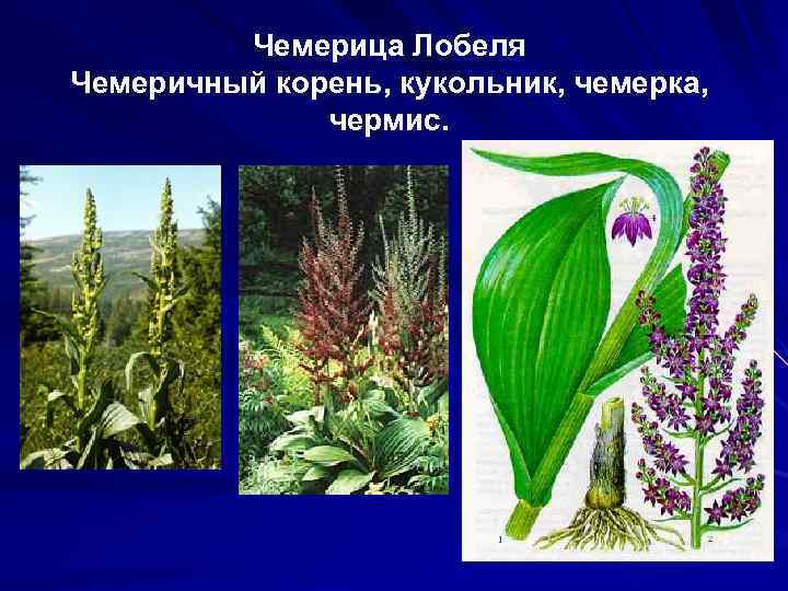 Чемерица Лобеля Чемеричный корень, кукольник, чемерка, чермис. 