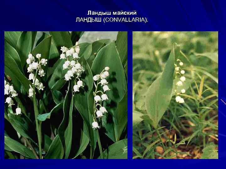 Ландыш майский ЛАНДЫШ (CONVALLARIA). 