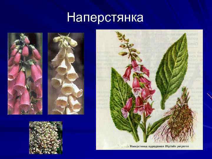 Наперстянка 