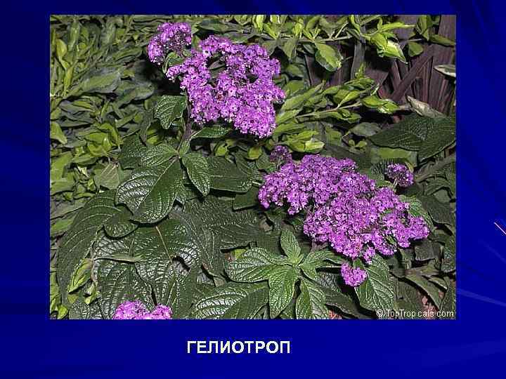 ГЕЛИОТРОП 