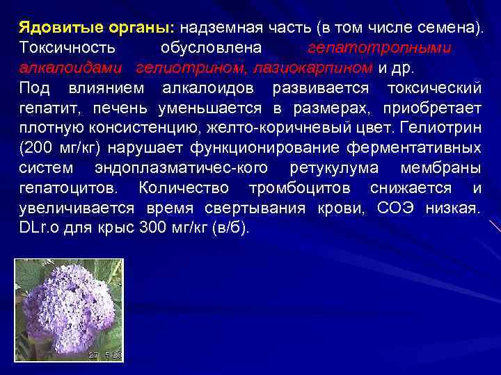 Ядовитые органы: надземная часть (в том числе семена). Токсичность обусловлена гепатотропными алкалоидами гелиотрином, лазиокарпином