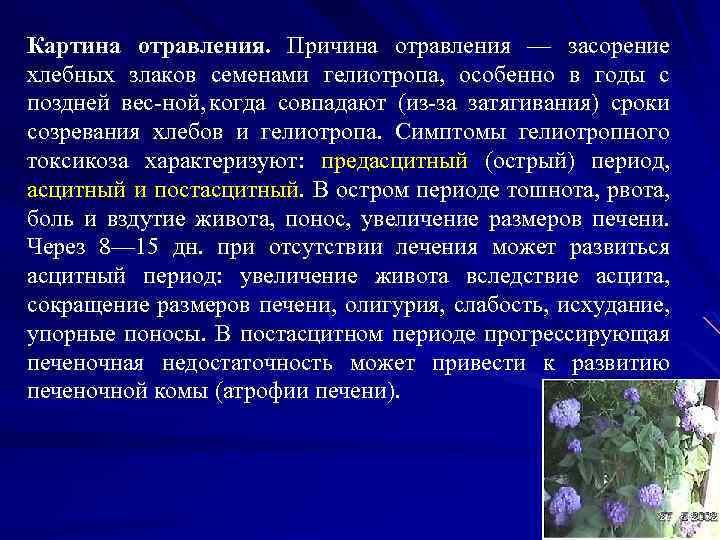 Картина отравления. Причина отравления — засорение хлебных злаков семенами гелиотропа, особенно в годы с