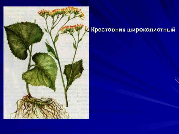 Крестовник широколистный 