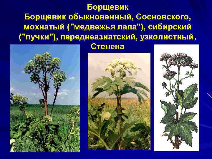 Борщевик обыкновенный, Сосновского, мохнатый (