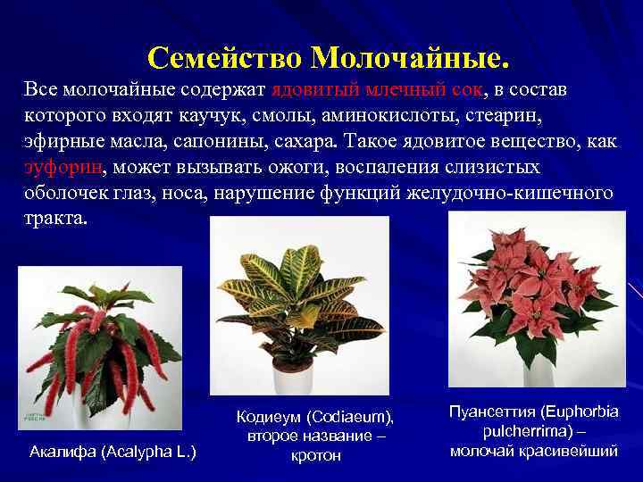 Семейство Молочайные. Все молочайные содержат ядовитый млечный сок, в состав которого входят каучук, смолы,