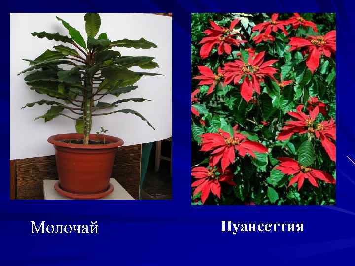 Молочай Пуансеттия 