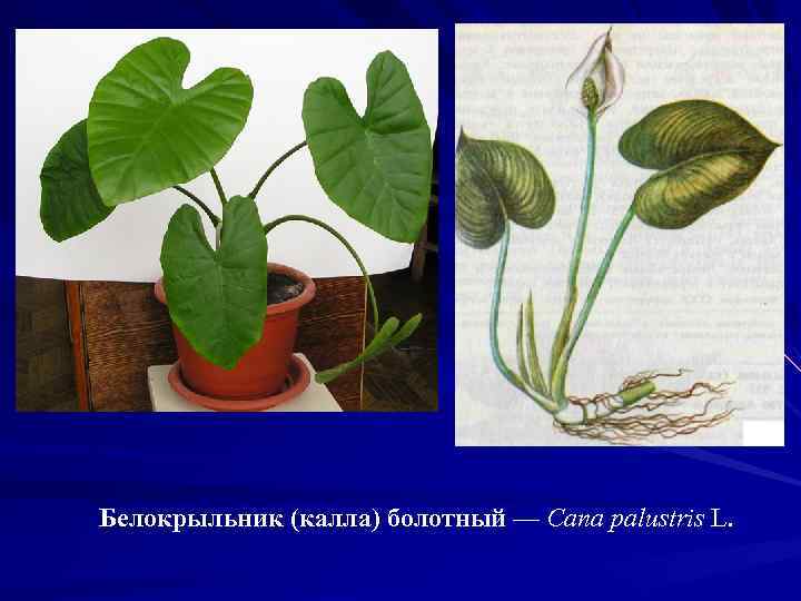 Белокрыльник (калла) болотный — Сапа palustris L. 