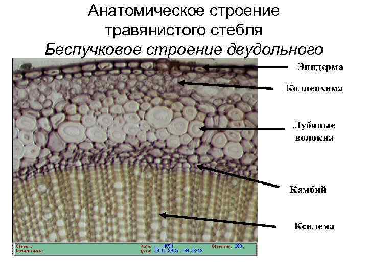 Анатомическое строение травянистого стебля Беспучковое строение двудольного Эпидерма Колленхима Лубяные волокна Камбий Ксилема 