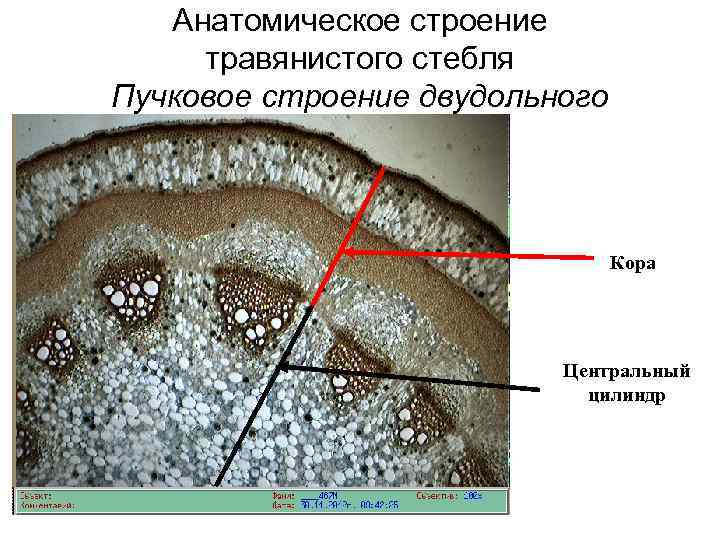 Анатомическое строение травянистого стебля Пучковое строение двудольного Кора Центральный цилиндр 
