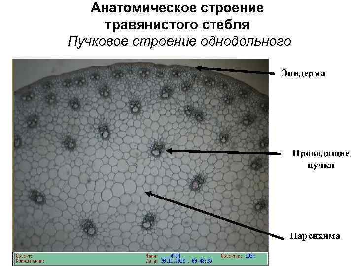 Строение стебля травянистых растений