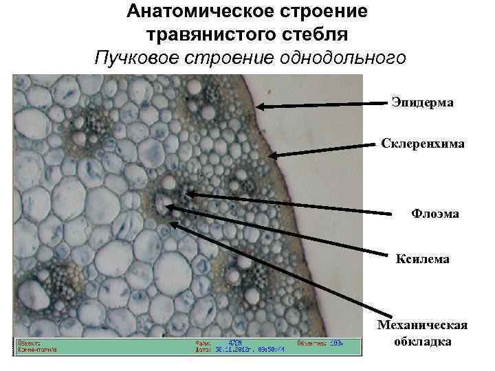 Анатомическое строение стебля травянистых растений