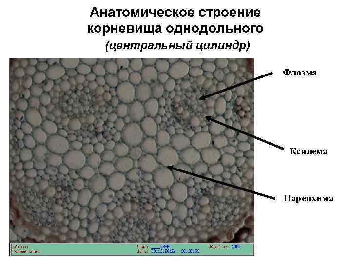 Лабораторная работа строение корневища 6 класс биология