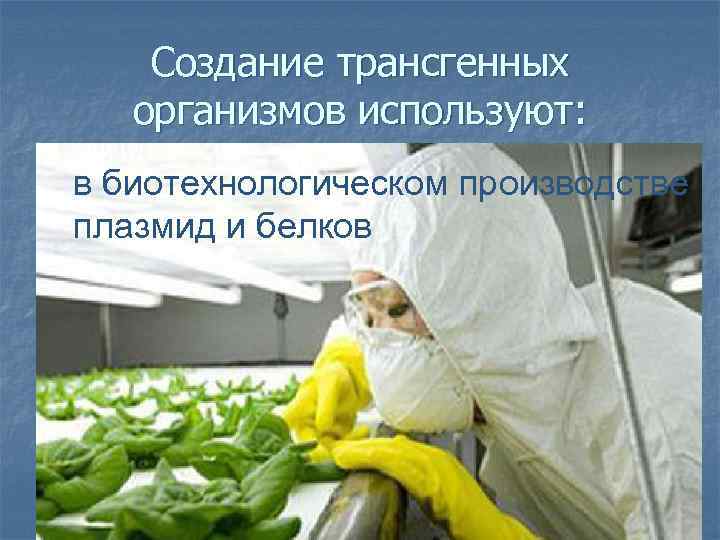 Создание трансгенных организмов используют: в биотехнологическом производстве плазмид и белков 