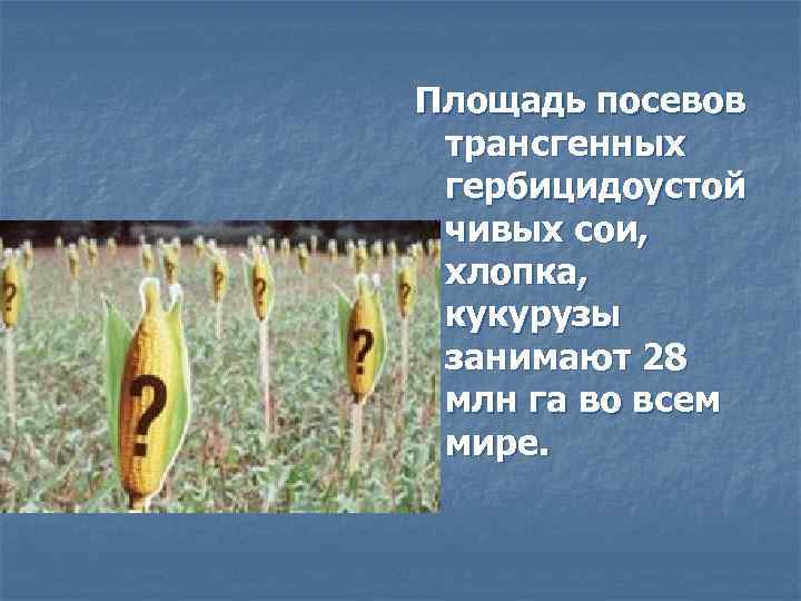 Площадь посевов трансгенных гербицидоустой чивых сои, хлопка, кукурузы занимают 28 млн га во всем