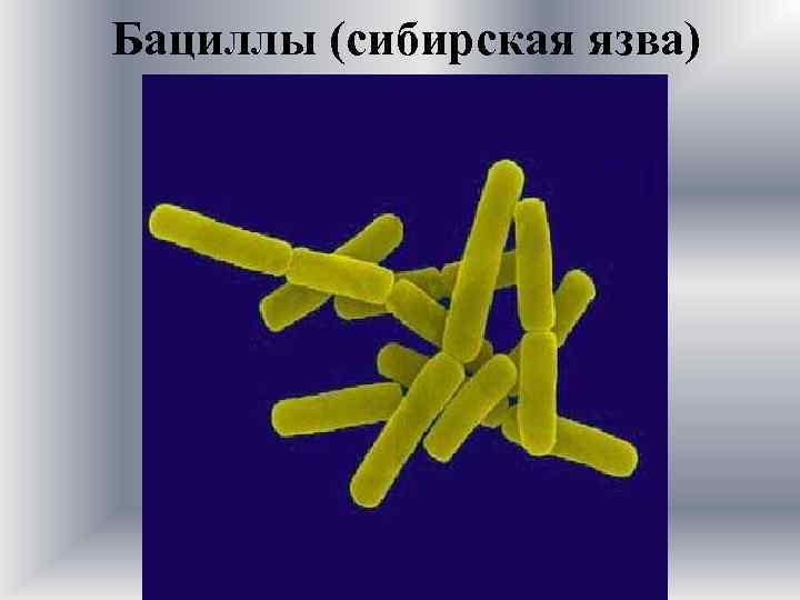 Бациллы (сибирская язва) 