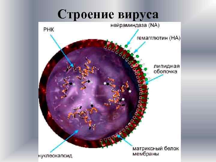 Строение вируса 