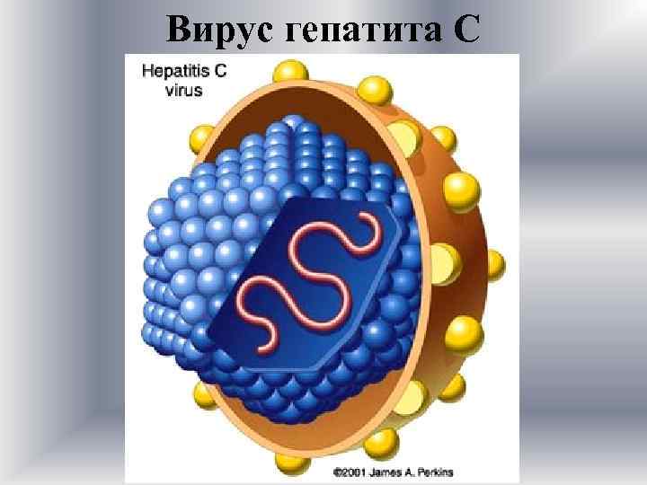 Вирус гепатита С 