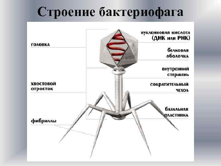 Схема развития бактериофага в бактериальной клетке биология 8 класс