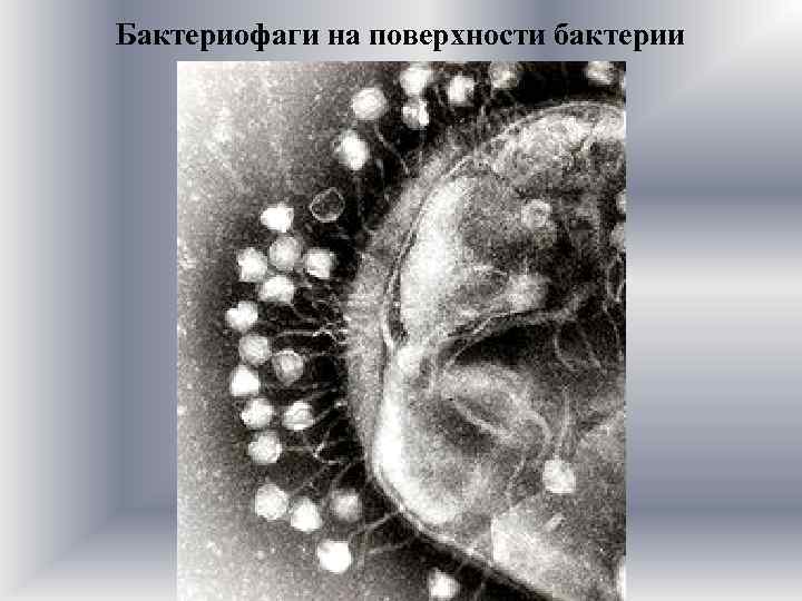 Бактериофаги на поверхности бактерии 