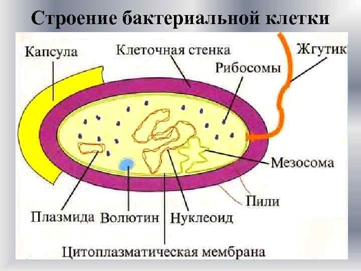 Конъюгация у бактерий фото