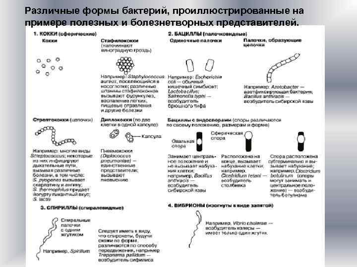 Различные формы бактерий, проиллюстрированные на примере полезных и болезнетворных представителей. 
