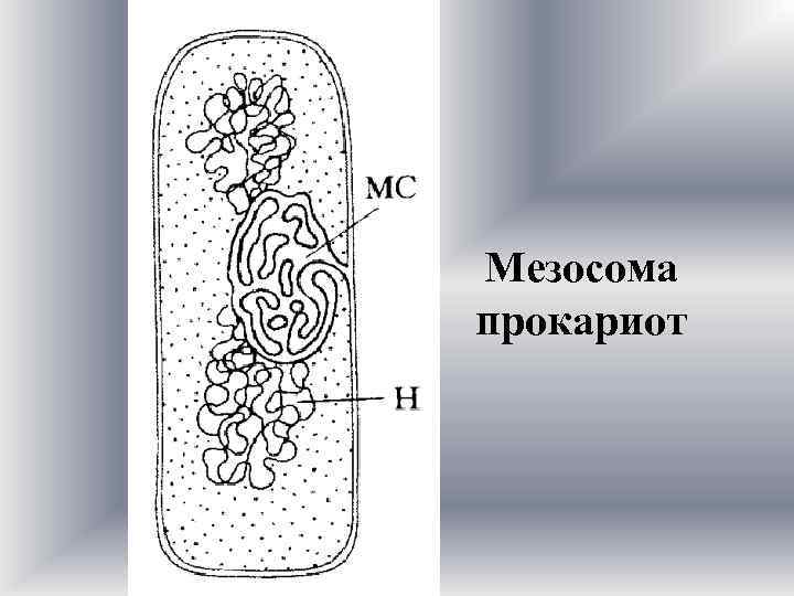 2 мезосома. Мезосома бактериальной клетки строение. Мезосомы бактерий функции. Строение бактерии мезосомы. Мезосомы строение микробиология.