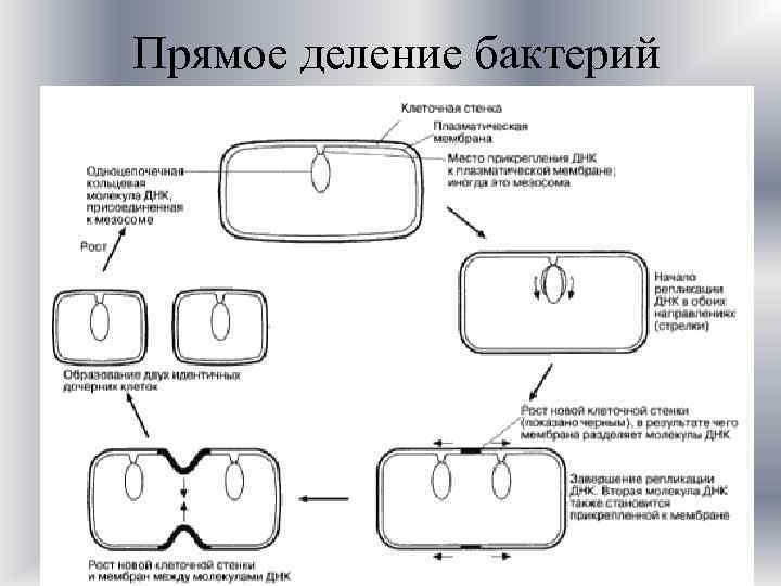 Прямое деление бактерий 