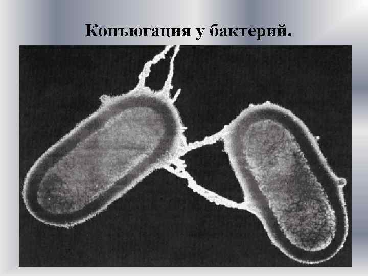 Конъюгация у бактерий. 
