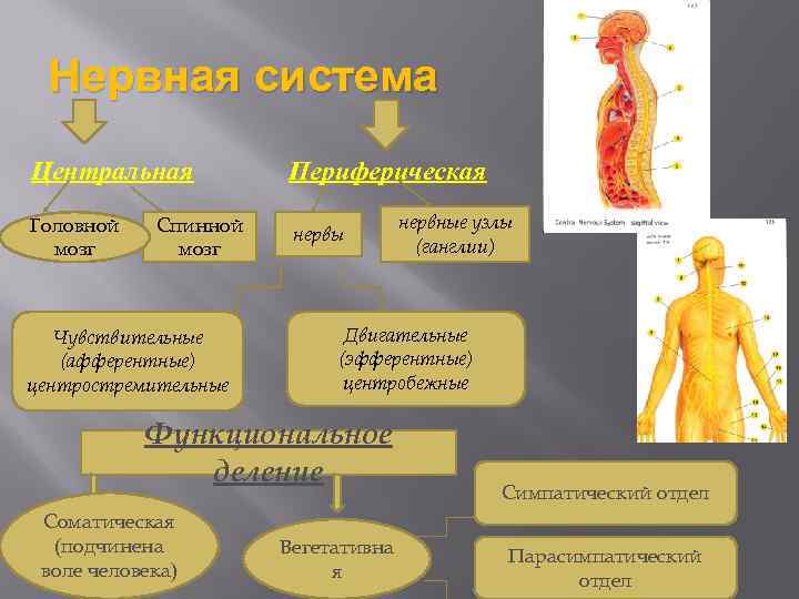 Нервная система Центральная Периферическая Головной мозг нервы Спинной мозг Чувствительные (афферентные) центростремительные Двигательные (эфферентные)