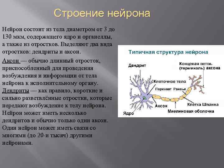 Особенности строения нервных клеток. Аксон и дендрит строение. Дендриты и аксоны строение. Строение и функции аксона и дендрита. Аксон и дендрит строение и функции.