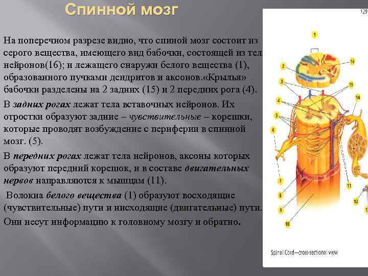 Спинной мозг волокна. Общая характеристика спинного мозга. Возрастная анатомия спинной мозг. Кроссворд спинной мозг. Спинной мозг и его характеристика.